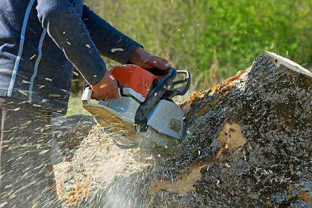 Emergency Storm Tree Removal in Copperton, UT